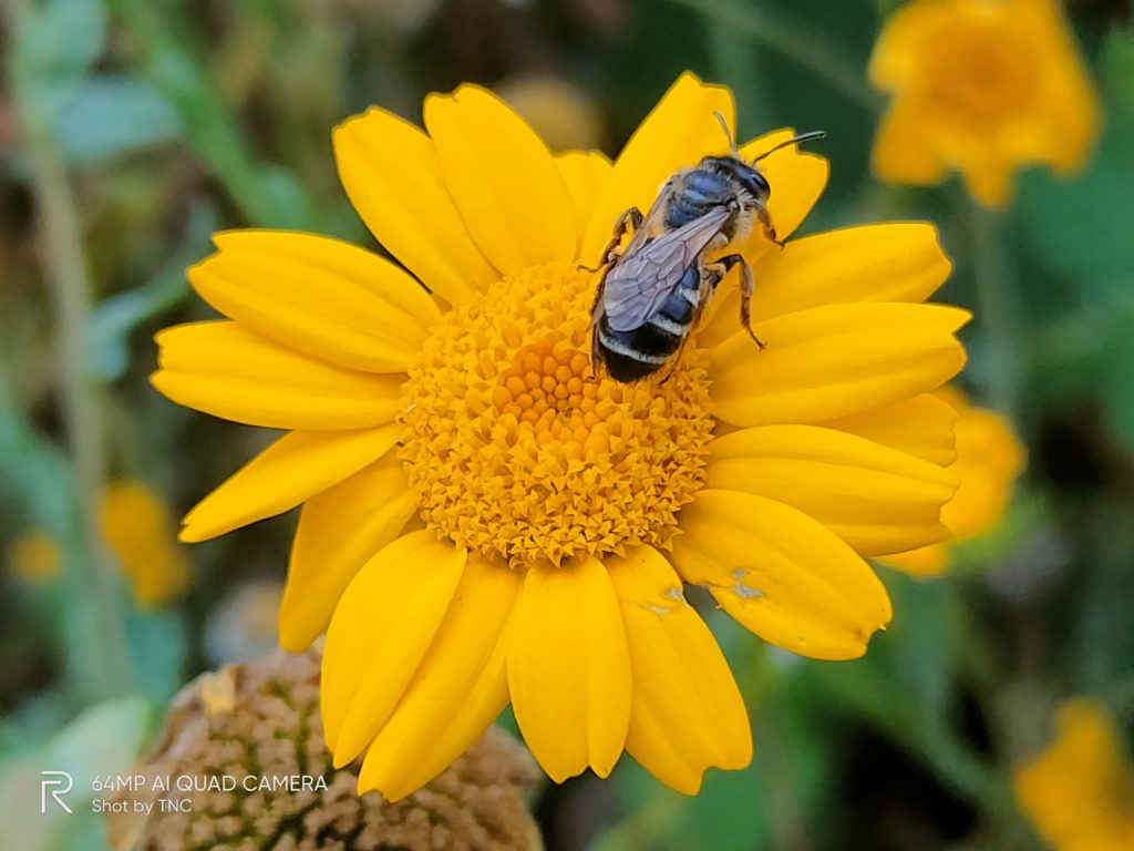 Review of the realme X3 Superzoom with 60x Zoooom 18