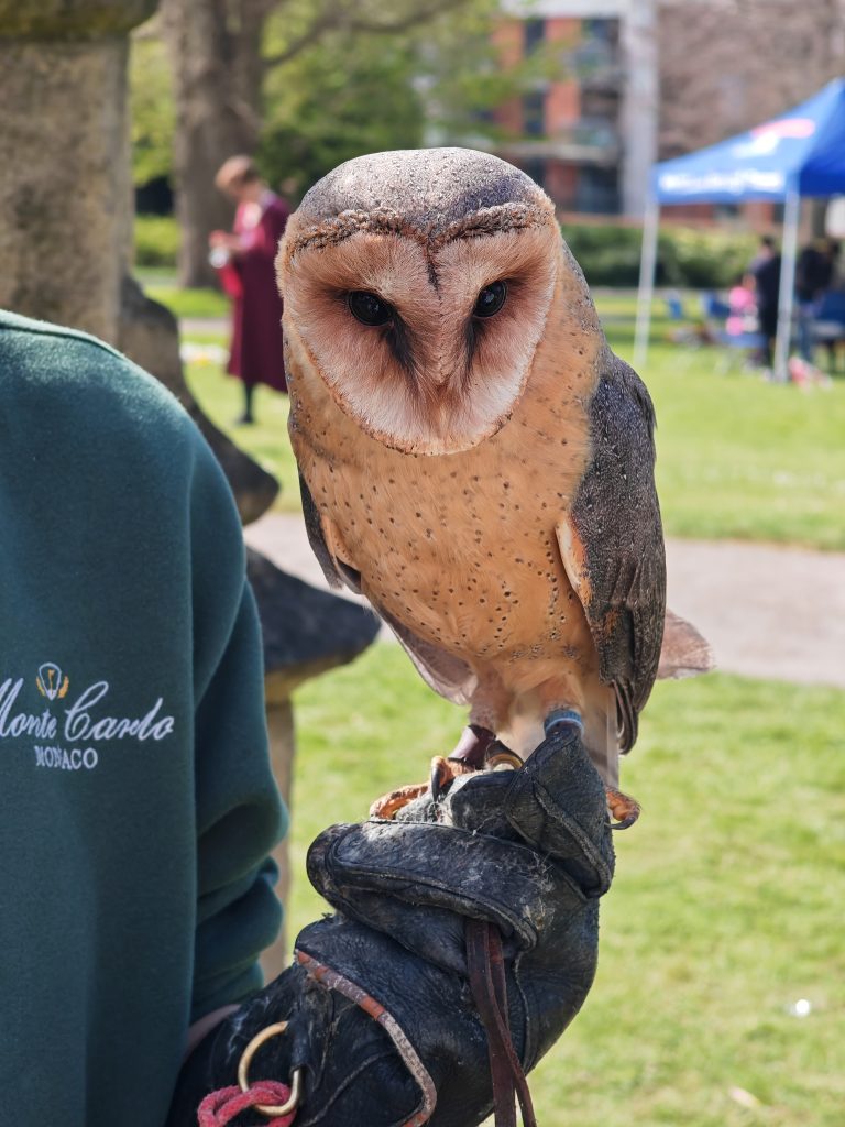 Owl Owl