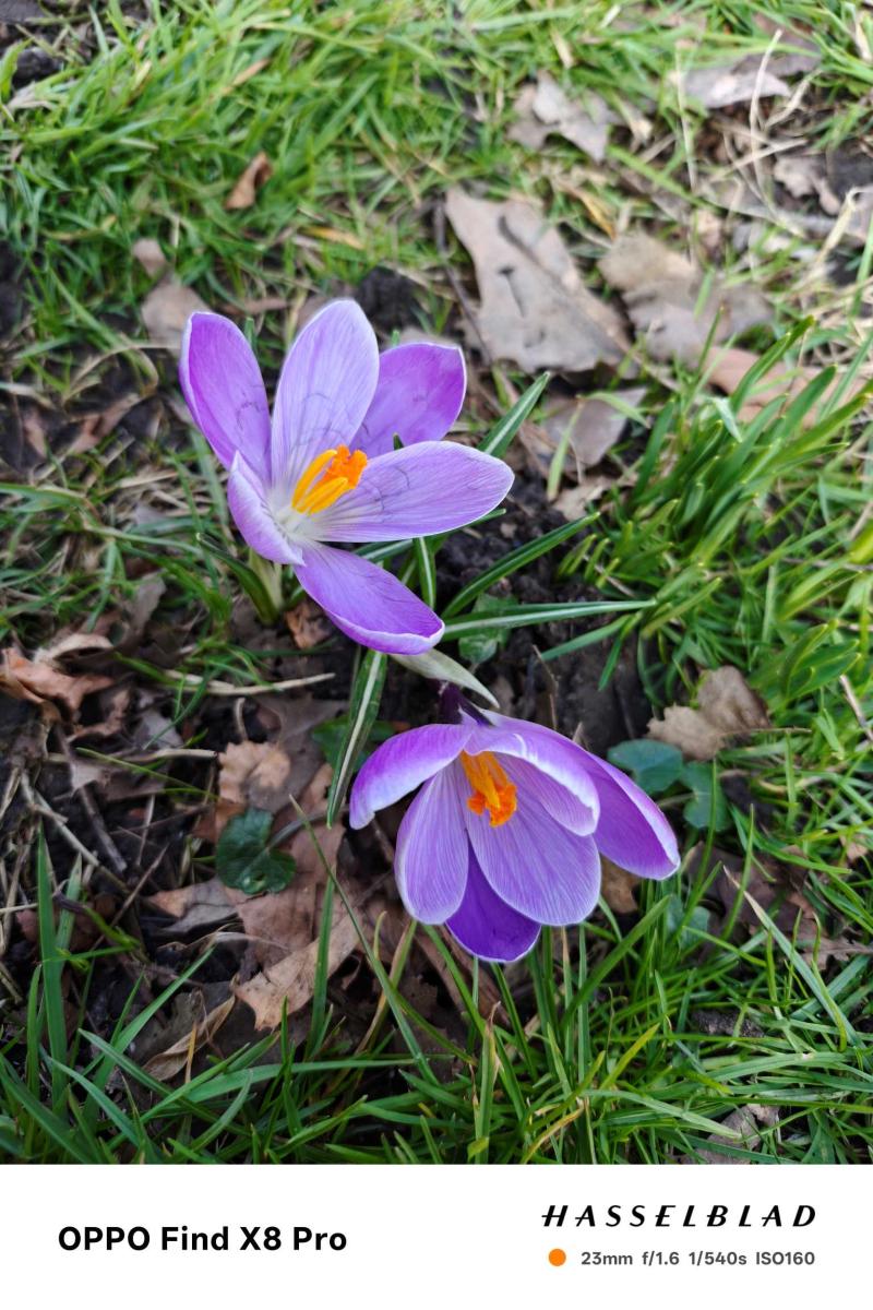 Oppo-Find-X8-Pro-Camera-Sample-10