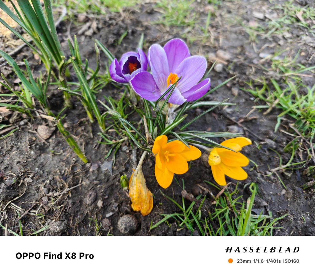 Oppo-Find-X8-Pro-Camera-Sample-9