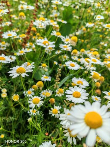 Honor 200 Review: A Cutting-Edge Contender in the Smartphone Arena 7