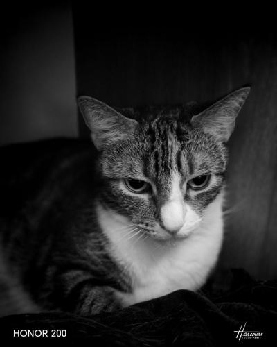 Honor 200 Review: A Cutting-Edge Contender in the Smartphone Arena 2