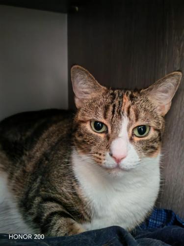 Honor 200 Review: A Cutting-Edge Contender in the Smartphone Arena 1