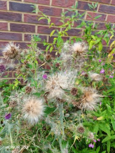 Honor 200 Review: A Cutting-Edge Contender in the Smartphone Arena 8