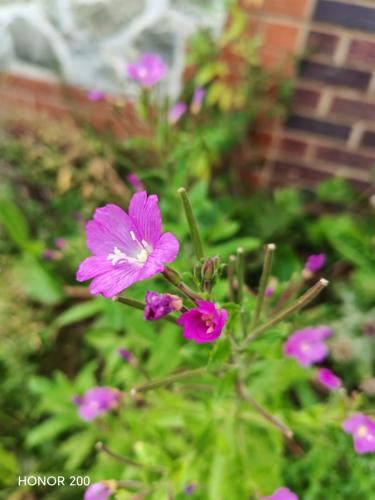 Honor 200 Review: A Cutting-Edge Contender in the Smartphone Arena 6