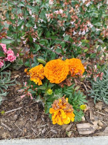 Honor 200 Review: A Cutting-Edge Contender in the Smartphone Arena 5