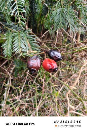oplus_3145760