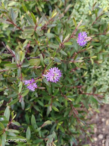 Honor 200 Review: A Cutting-Edge Contender in the Smartphone Arena 14