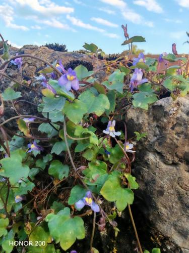 Honor 200 Review: A Cutting-Edge Contender in the Smartphone Arena 13