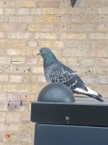 TCL 60R Review: Punching Above Its Weight in the Budget Arena 127