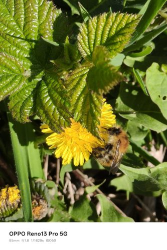Oppo Reno 13 Pro Review: Is This the Premium Mid-Ranger to Beat in 2025? 11