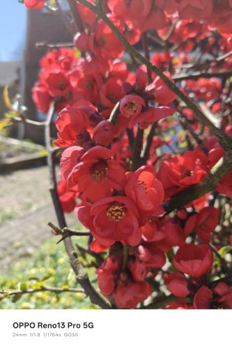 Oppo Reno 13 Pro Review: Is This the Premium Mid-Ranger to Beat in 2025? 15