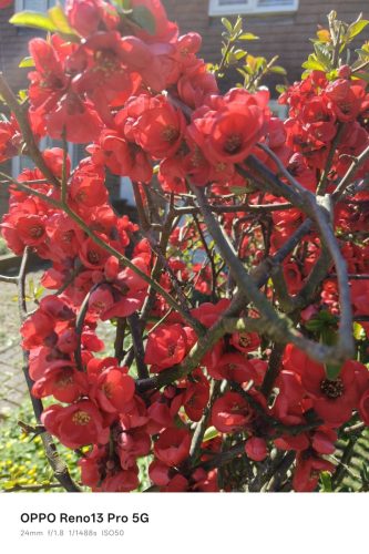 Oppo Reno 13 Pro Review: Is This the Premium Mid-Ranger to Beat in 2025? 16