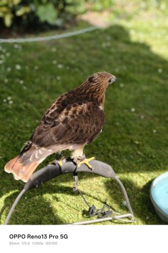 Oppo Reno 13 Pro Review: Is This the Premium Mid-Ranger to Beat in 2025? 32