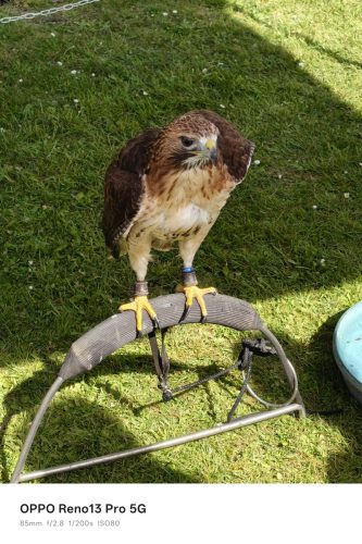 Oppo Reno 13 Pro Review: Is This the Premium Mid-Ranger to Beat in 2025? 36