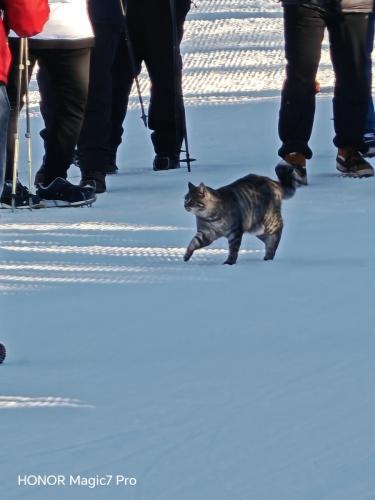 Cat walking in the Snow