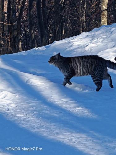 Cat walking in the Snow
