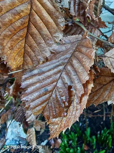 Review of the Honor Magic 7 Pro: An In-Depth Exploration of a Flagship Contender 183