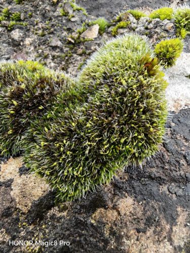 Honor Magic8 Pro review Just Changed the Android Game 5