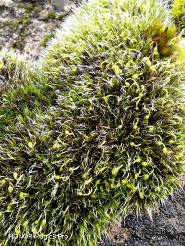 Honor Magic8 Pro review Just Changed the Android Game 8