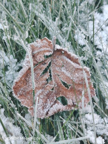 Honor Magic8 Lite Review: The Battery King of 2026? 12